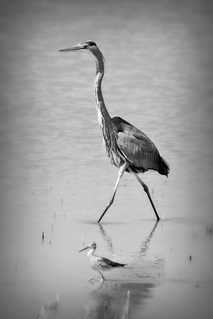 Bertazzoni, Nikon, Texas, bird, "black & white", feathers, fishing, "great Blue Heron", lake, migration, nature, park, peak, pond, swamp, "wading bird", wildlife, wings