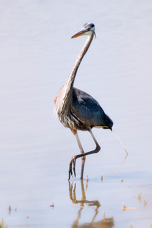 Bertazzoni, Nikon, Texas, bird, "black & white", feathers, fishing, "great Blue Heron", lake, migration, nature, park, peak, pond, swamp, "wading bird", wildlife, wings