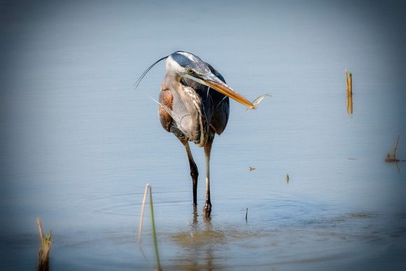 Bertazzoni, Nikon, Texas, bird, "black & white", feathers, fishing, "great Blue Heron", lake, migration, nature, park, peak, pond, swamp, "wading bird", wildlife, wings