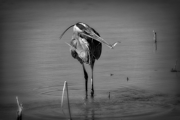 Bertazzoni, Nikon, Texas, bird, "black & white", feathers, fishing, "great Blue Heron", lake, migration, nature, park, peak, pond, swamp, "wading bird", wildlife, wings