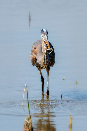 Bertazzoni, Nikon, Texas, bird, "black & white", feathers, fishing, "great Blue Heron", lake, migration, nature, park, peak, pond, swamp, "wading bird", wildlife, wings