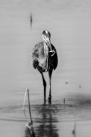 Bertazzoni, Nikon, Texas, bird, "black & white", feathers, fishing, "great Blue Heron", lake, migration, nature, park, peak, pond, swamp, "wading bird", wildlife, wings