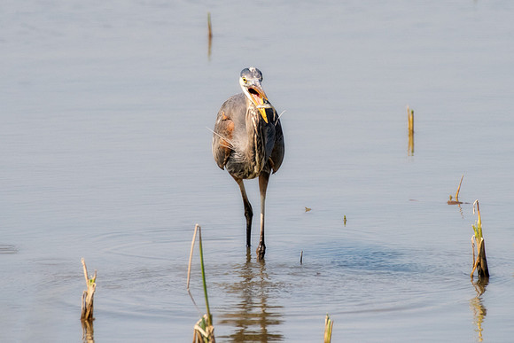 Bertazzoni, Nikon, Texas, bird, "black & white", feathers, fishing, "great Blue Heron", lake, migration, nature, park, peak, pond, swamp, "wading bird", wildlife, wings