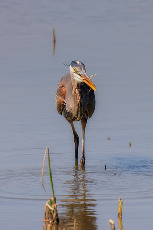 Bertazzoni, Nikon, Texas, bird, "black & white", feathers, fishing, "great Blue Heron", lake, migration, nature, park, peak, pond, swamp, "wading bird", wildlife, wings
