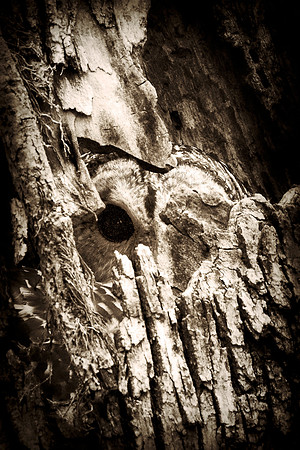 Africa, Africa, Botswana, Kenya, Namibia, Savuti, South, Tanzania, Zambia, Zimbabwe, beak, "black & white", claw, collar, death, owl, safari, savanna, scavengers, vulture, vultures, wings