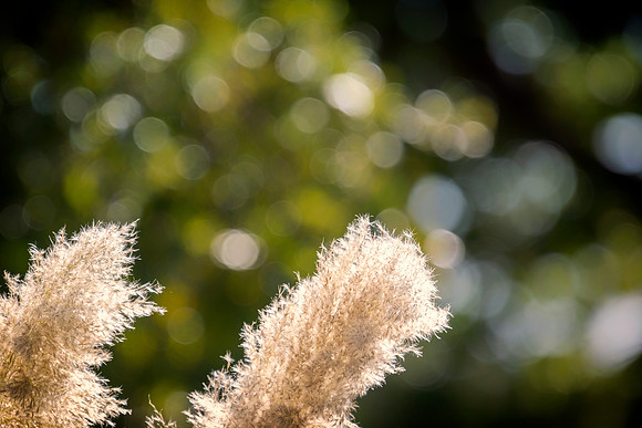 Cane Thicket