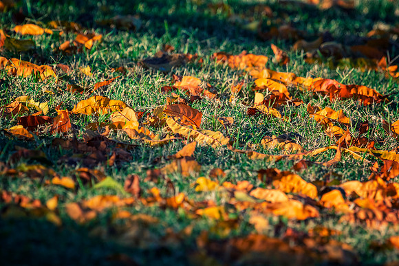 Fall Vibes