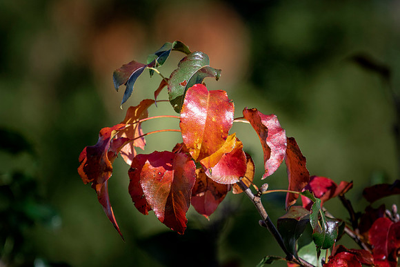 Foliage