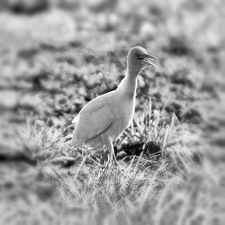 "cattle egret", egret, Texas, cattle, "black & white", bird, beak, nature, wings, feathers, contrast, Bertazzoni, Nikon, pasture, pond, swamps,