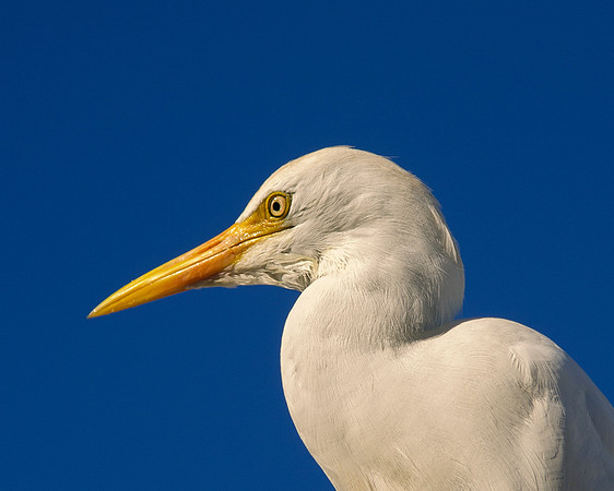 Bertazzoni, Egret, Nikon, Texas, Whitr, beaks, bertazzoni, cattle, cattle, egret, feathers, legs, migration, nature, pastures, ponds, swamps, white, wings