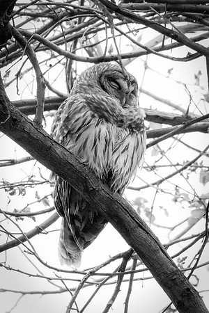 Bertazzoni, Nikon, "barred owl", beak, "birds of prey", branches, claws, eyes, eyes, hunting, nest, nocturnal, owl, tree
