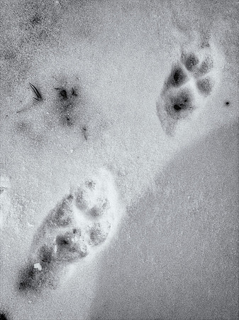 Coyote's Footprints