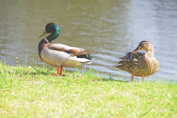 Bertazzoni, Nikon, beak, colors, duck, ducklings, eggs, feathers, flying, hunting, lake, nature, pond, season, swimming, Bertazzoni, "Canadian Geese", Nikon, Texas, beak, colors, cooking, feathers, fl
