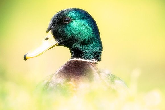 Bertazzoni, Nikon, beak, colors, duck, ducklings, eggs, feathers, flying, hunting, lake, nature, pond, season, swimming, Bertazzoni, "Canadian Geese", Nikon, Texas, beak, colors, cooking, feathers, fl