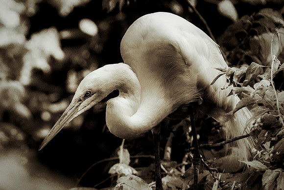 Bertazzoni, Jamaica, Nikon, artistic, beak, colors, feathers, fishing, "flying egret", heron, legs, migration, nature, nesting, panning, parade, pond, safari, swamp, "white egret"