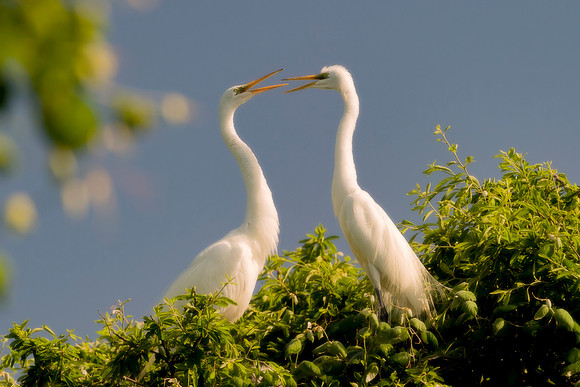 Bertazzoni, Jamaica, Nikon, artistic, beak, colors, feathers, fishing, "flying egret", heron, legs, migration, nature, nesting, panning, parade, pond, safari, swamp, "white egret"