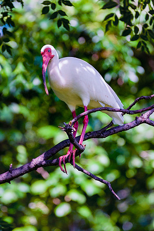 Bertazzoni, Jamaica, Nikon, artistic, beak, colors, feathers, fishing, "flying egret", heron, legs, migration, nature, nesting, panning, parade, pond, safari, swamp, "white egret"