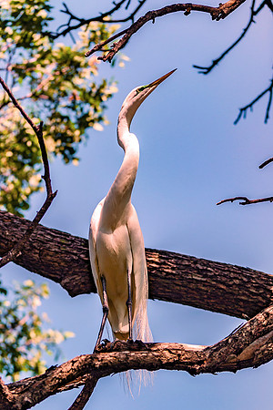 Bertazzoni, Jamaica, Nikon, artistic, beak, colors, feathers, fishing, "flying egret", heron, legs, migration, nature, nesting, panning, parade, pond, safari, swamp, "white egret"