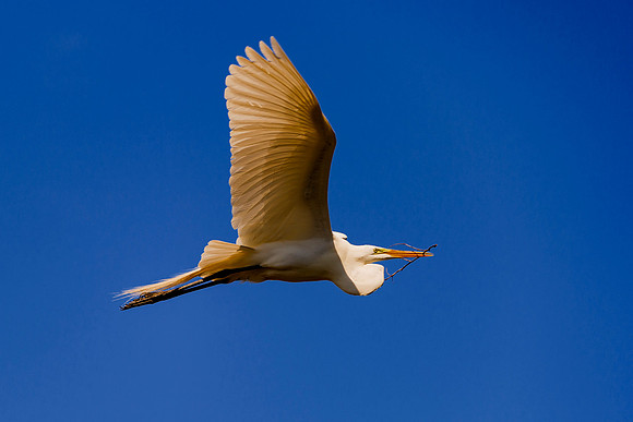 Bertazzoni, Jamaica, Nikon, artistic, beak, colors, feathers, fishing, "flying egret", heron, legs, migration, nature, nesting, panning, parade, pond, safari, swamp, "white egret"