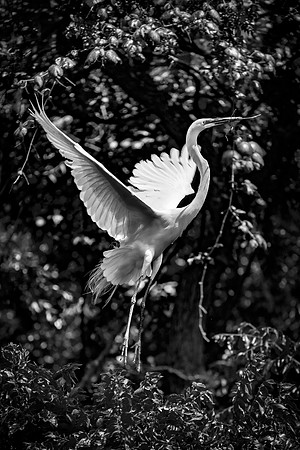 Bertazzoni, Jamaica, Nikon, artistic, beak, colors, feathers, fishing, "flying egret", heron, legs, migration, nature, nesting, panning, parade, pond, safari, swamp, "white egret"