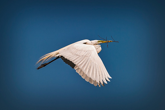 Bertazzoni, Jamaica, Nikon, artistic, beak, colors, feathers, fishing, "flying egret", heron, legs, migration, nature, nesting, panning, parade, pond, safari, swamp, "white egret"