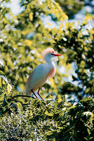 Bertazzoni, Jamaica, Nikon, artistic, beak, colors, feathers, fishing, "flying egret", heron, legs, migration, nature, nesting, panning, parade, pond, safari, swamp, "white egret"