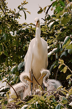 Bertazzoni, Jamaica, Nikon, artistic, beak, colors, feathers, fishing, "flying egret", heron, legs, migration, nature, nesting, panning, parade, pond, safari, swamp, "white egret"