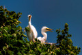 Cranes, Egrets, Herons & Storks