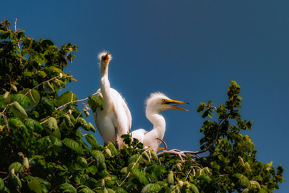 Bertazzoni, Jamaica, Nikon, artistic, beak, colors, feathers, fishing, "flying egret", heron, legs, migration, nature, nesting, panning, parade, pond, safari, swamp, "white egret"