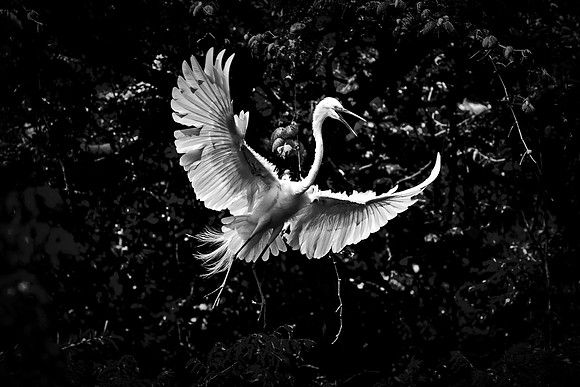 Bertazzoni, Jamaica, Nikon, artistic, beak, colors, feathers, fishing, "flying egret", heron, legs, migration, nature, nesting, panning, parade, pond, safari, swamp, "white egret"