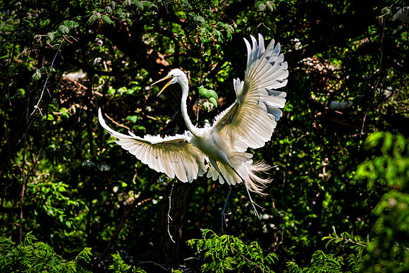Bertazzoni, Jamaica, Nikon, artistic, beak, colors, feathers, fishing, "flying egret", heron, legs, migration, nature, nesting, panning, parade, pond, safari, swamp, "white egret"