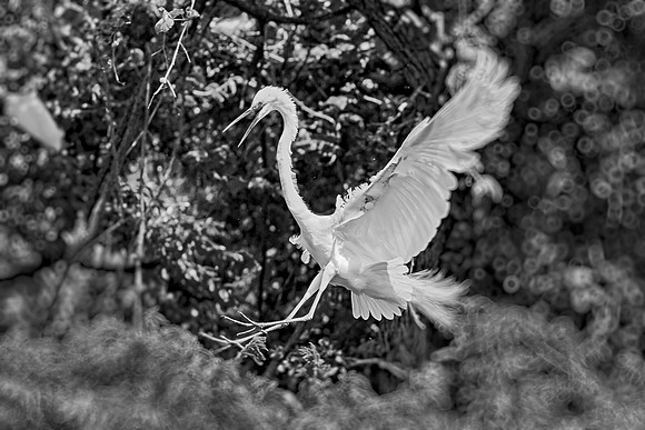 Bertazzoni, Jamaica, Nikon, artistic, beak, colors, feathers, fishing, "flying egret", heron, legs, migration, nature, nesting, panning, parade, pond, safari, swamp, "white egret"