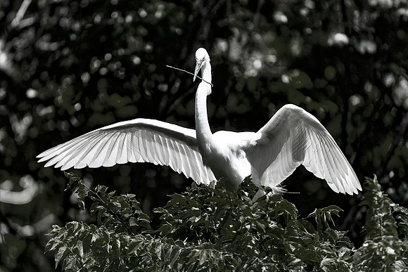 Bertazzoni, Jamaica, Nikon, artistic, beak, colors, feathers, fishing, "flying egret", heron, legs, migration, nature, nesting, panning, parade, pond, safari, swamp, "white egret"
