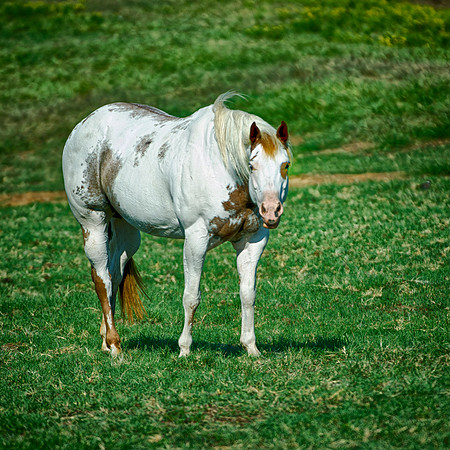 AQHA, Bertazzoni, Texas, artistic, black, gambling, head, horse, horse's, nature, nikon, old, plaque, portrait, prairie, racing, speed, "summer time", white, APHA, "Paint horse", Pinto