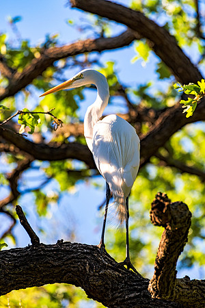 Bertazzoni, Jamaica, Nikon, artistic, beak, colors, feathers, fishing, "flying egret", heron, legs, migration, nature, nesting, panning, parade, pond, safari, swamp, "white egret"