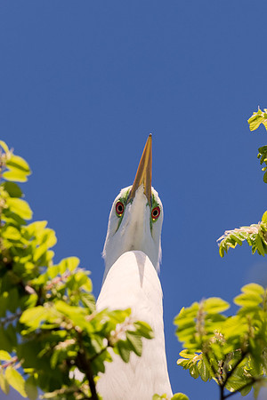 Bertazzoni, Jamaica, Nikon, artistic, beak, colors, feathers, fishing, "flying egret", heron, legs, migration, nature, nesting, panning, parade, pond, safari, swamp, "white egret"