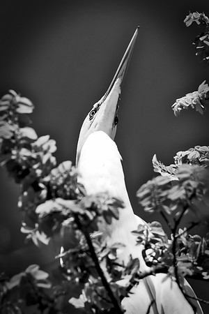 Bertazzoni, Jamaica, Nikon, artistic, beak, colors, feathers, fishing, "flying egret", heron, legs, migration, nature, nesting, panning, parade, pond, safari, swamp, "white egret"