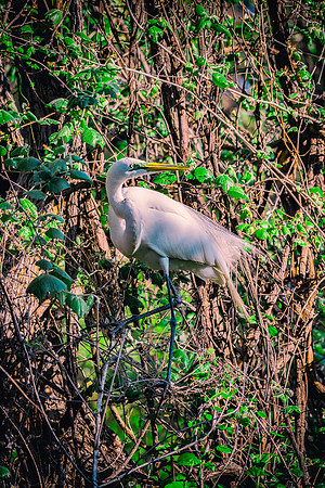 Bertazzoni, Jamaica, Nikon, artistic, beak, colors, feathers, fishing, "flying egret", heron, legs, migration, nature, nesting, panning, parade, pond, safari, swamp, "white egret"