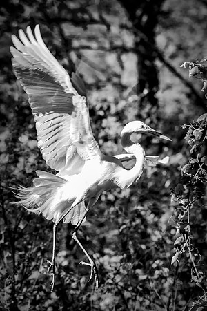 Great White Egret