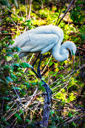 Bertazzoni, Jamaica, Nikon, artistic, beak, colors, feathers, fishing, "flying egret", heron, legs, migration, nature, nesting, panning, parade, pond, safari, swamp, "white egret"