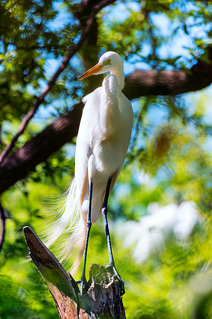 Bertazzoni, Jamaica, Nikon, artistic, beak, colors, feathers, fishing, "flying egret", heron, legs, migration, nature, nesting, panning, parade, pond, safari, swamp, "white egret"