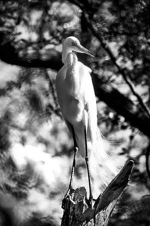 Bertazzoni, Jamaica, Nikon, artistic, beak, colors, feathers, fishing, "flying egret", heron, legs, migration, nature, nesting, panning, parade, pond, safari, swamp, "white egret"