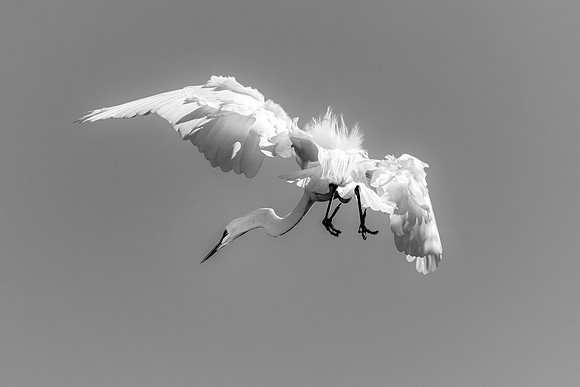Bertazzoni, Jamaica, Nikon, artistic, beak, colors, feathers, fishing, "flying egret", heron, legs, migration, nature, nesting, panning, parade, pond, safari, swamp, "white egret"