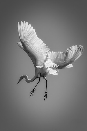 Bertazzoni, Jamaica, Nikon, artistic, beak, colors, feathers, fishing, "flying egret", heron, legs, migration, nature, nesting, panning, parade, pond, safari, swamp, "white egret"