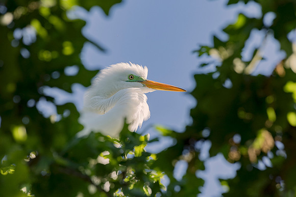 Bertazzoni, Jamaica, Nikon, artistic, beak, colors, feathers, fishing, "flying egret", heron, legs, migration, nature, nesting, panning, parade, pond, safari, swamp, "white egret"