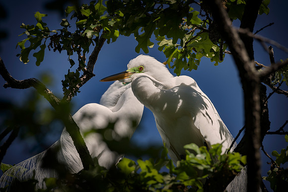 Bertazzoni, Jamaica, Nikon, artistic, beak, colors, feathers, fishing, "flying egret", heron, legs, migration, nature, nesting, panning, parade, pond, safari, swamp, "white egret"