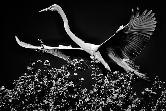 Bertazzoni, Jamaica, Nikon, artistic, beak, colors, feathers, fishing, "flying egret", heron, legs, migration, nature, nesting, panning, parade, pond, safari, swamp, "white egret"