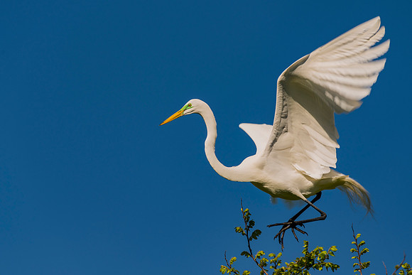 Bertazzoni, Jamaica, Nikon, artistic, beak, colors, feathers, fishing, "flying egret", heron, legs, migration, nature, nesting, panning, parade, pond, safari, swamp, "white egret"
