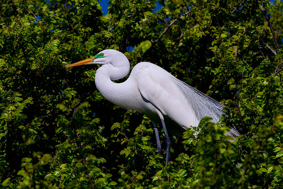 Bertazzoni, Jamaica, Nikon, artistic, beak, colors, feathers, fishing, "flying egret", heron, legs, migration, nature, nesting, panning, parade, pond, safari, swamp, "white egret"