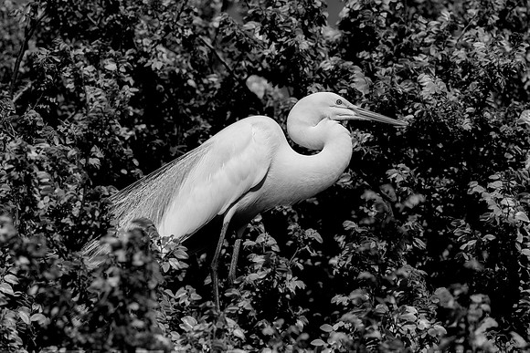 Bertazzoni, Jamaica, Nikon, artistic, beak, colors, feathers, fishing, "flying egret", heron, legs, migration, nature, nesting, panning, parade, pond, safari, swamp, "white egret"
